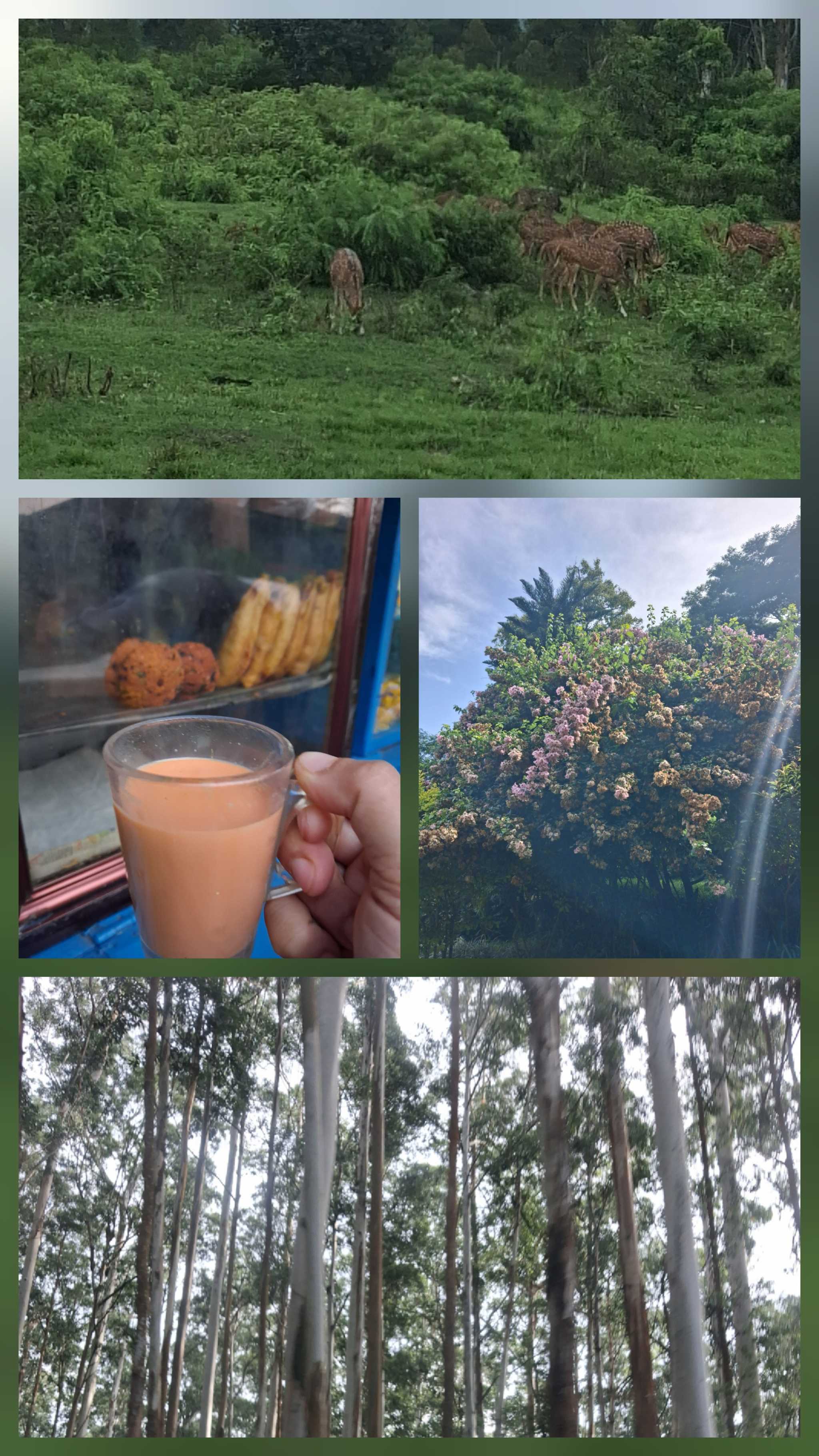 The road to Gudalur